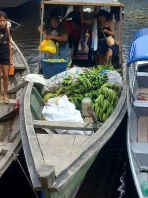 Dez toneladas de alimentos produzidos por agricultores familiares indígenas de Amaturá (distante 909 quilômetros de Manaus) foram entregues, na manhã desta quinta-feira (20), a escolas indígenas do município. A logística dos alimentos, adquiridos por meio do Programa de Aquisição de Alimentos (PAA) Indígena, foi efetuada pelo Instituto de Desenvolvimento Agropecuário e Florestal Sustentável do Estado do Amazonas (Idam).
