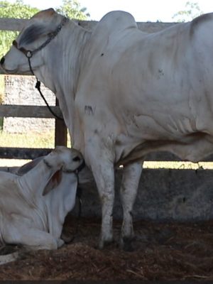 A Agência de Defesa Agropecuária e Florestal do Estado do Amazonas (Adaf) anunciou que os produtores rurais têm até o dia 15 de dezembro para realizar a atualização cadastral dos animais existentes em suas propriedades. O processo começa em 1º de novembro e pode ser feito presencialmente nos escritórios da Adaf ou de forma remota, pelo WhatsApp (92) 99238-5568, durante os dias úteis. A atualização é obrigatória para todos os criadores e faz parte das medidas de controle e rastreabilidade animal após a suspensão da vacinação contra a febre aftosa. A exigência atende a orientações do Ministério da Agricultura e Pecuária (Mapa), com o objetivo de manter o status sanitário do Amazonas como livre de febre aftosa sem vacinação. Para efetuar o procedimento, o produtor deve preencher e enviar à Adaf a ficha de notificação com as informações atualizadas de seu rebanho. Devem ser declaradas todas as espécies criadas nas propriedades, incluindo bovinos, bubalinos, equinos, suínos, caprinos, ovinos, aves, peixes e abelhas. O não cumprimento da atualização cadastral poderá resultar em bloqueio da ficha de movimentação — documento que reúne os registros de Guia de Trânsito Animal (GTA) e demais declarações relacionadas à propriedade. Além disso, o produtor pode receber multa tanto por animal não cadastrado quanto por propriedade irregular. Segundo a Adaf, o controle cadastral é uma das principais ferramentas de vigilância sanitária utilizadas para monitorar o deslocamento e o manejo de animais, reduzindo riscos de disseminação de doenças e permitindo uma resposta mais rápida em casos de suspeita de surtos. A febre aftosa é uma doença viral altamente contagiosa que afeta animais de casco fendido, como bois e búfalos, e pode causar grandes prejuízos econômicos ao setor agropecuário, incluindo perda de produção, sacrifício de rebanhos e interdição de propriedades. Os produtores podem buscar mais informações e suporte sobre o processo de atualização cadastral diretamente nos escritórios locais da Adaf ou por meio dos canais digitais de atendimento da agência. Com informações da Assessoria* Por Victoria Medeiros, da Redação Foto: Divulgação/Adaf