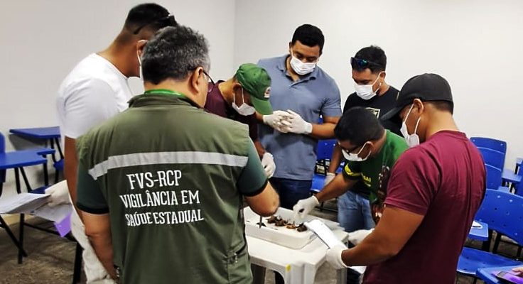 Até esta quinta-feira (23), técnicos de saúde de seis municípios do Alto Solimões participam, em Tabatinga, de uma capacitação sobre manejo de morcegos